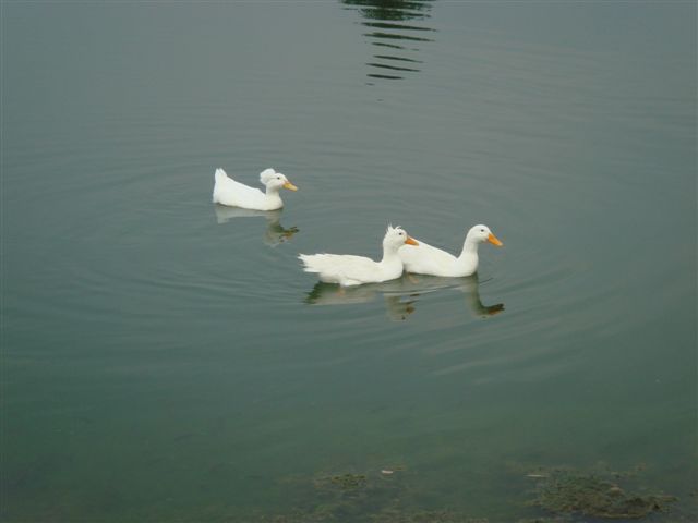 Three Ducks in Pond